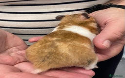 Hamster rodents for sale: Baby Syrian hamsters from show stock  - Image 17