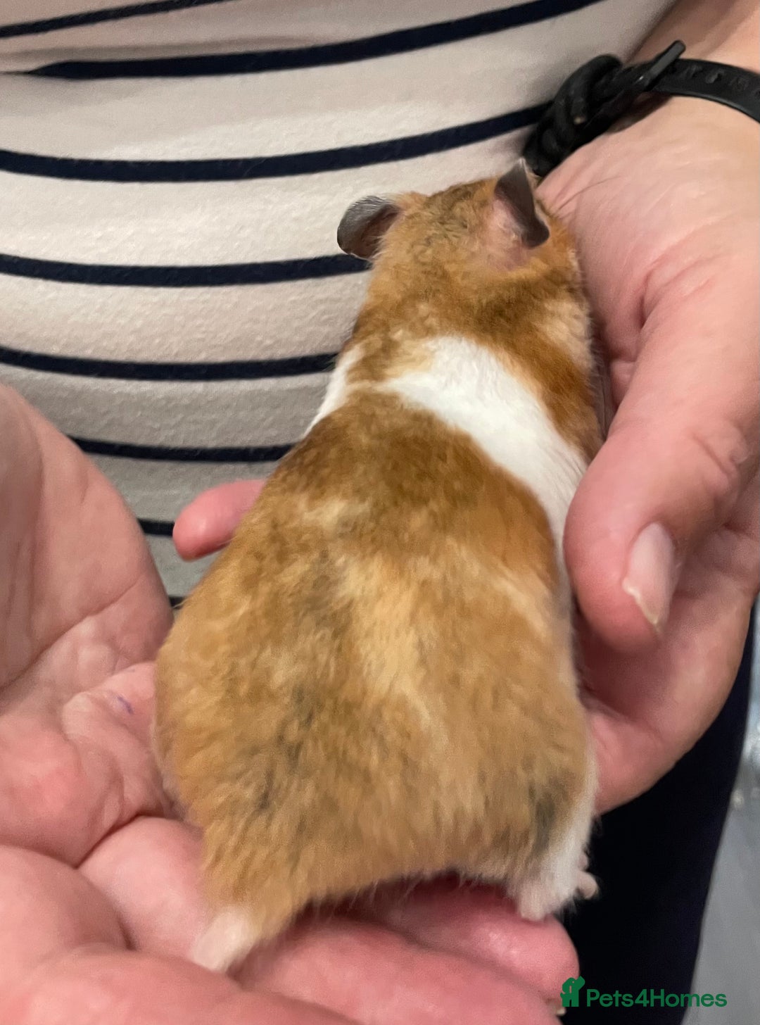 Hamster rodents for sale: Baby Syrian hamsters from show stock  - Image 17