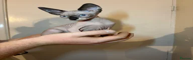 Sphynx 3
