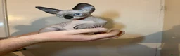 Sphynx cats for sale: Sphynx kittens  - Advert 5