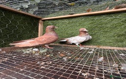 Pigeons birds for sale: Pigeons for sale - Image 14