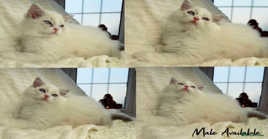 Ragdoll cats - Advert 4