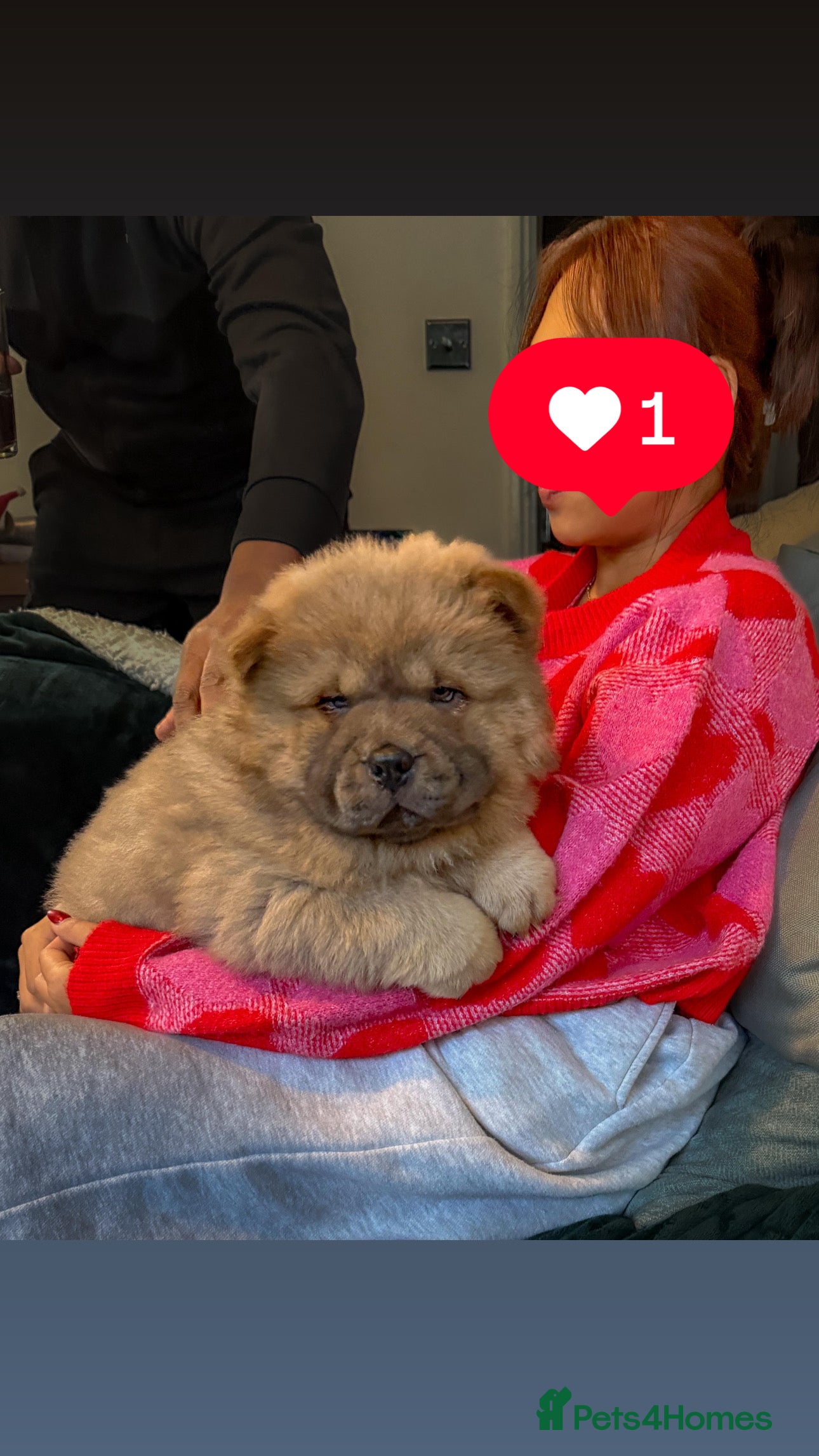 Chow Chow dogs 1 last Beautiful chows ready to fly   - Advert 6