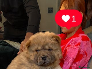 Chow Chow dogs 1 last Beautiful chows ready to fly - Advert 6