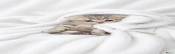 Scottish Fold cats for sale: Tiger-Striped Scottish Fold Kittens - Advert 4