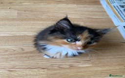 Mixed Breed cats for sale: 3 male 2 female kittens - Image 3