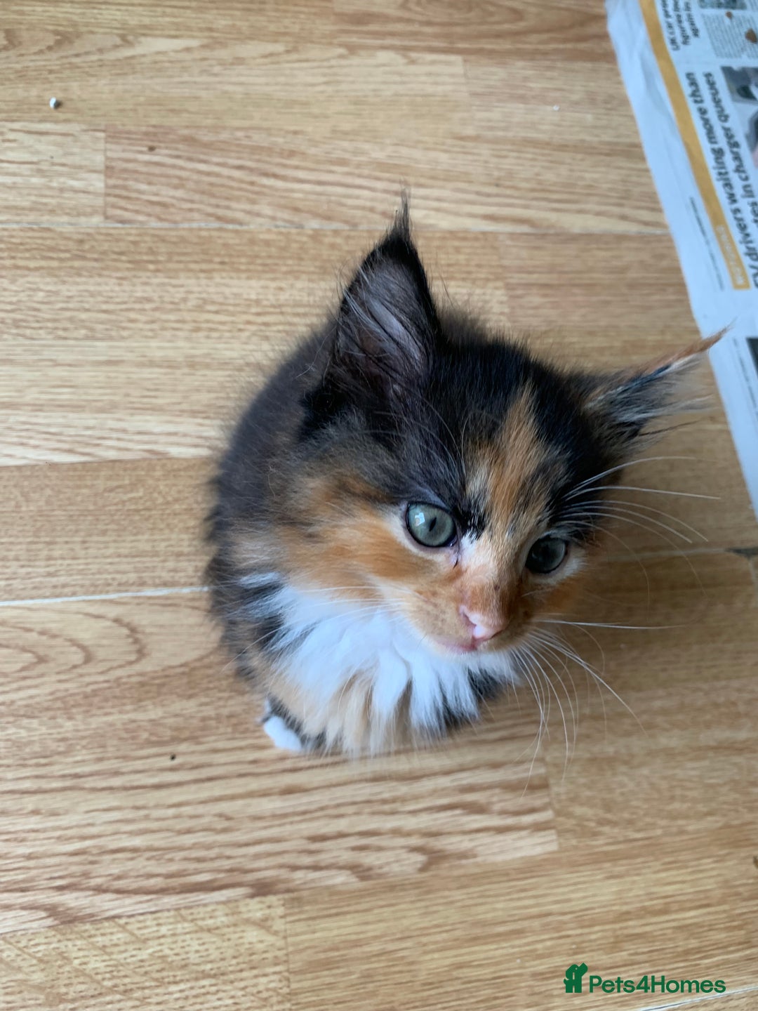 Mixed Breed cats for sale: 3 male 2 female kittens - Image 3