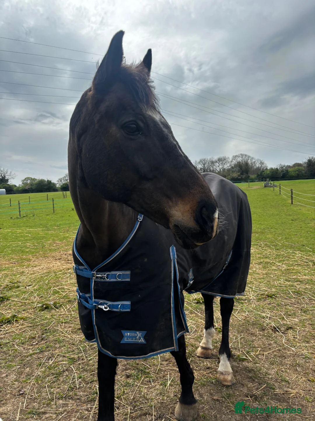 Irish Thoroughbred horses for sale: Buster Edwards, thoroughbred 4 sale in Andover - Advert 2