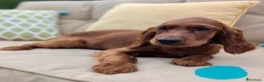 Irish Setter 6