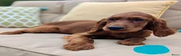 Irish Setter dogs for sale: Kennel Club Irish Setter Puppies  - Advert 20