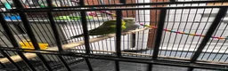Budgerigars birds for sale: 2male Budgerigar  in Saint Helens - Advert 7