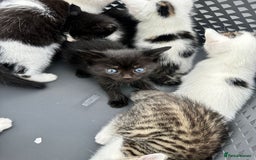 Domestic Shorthair cats for sale: 4 Domestic Shorthair Kittens  - Image 6