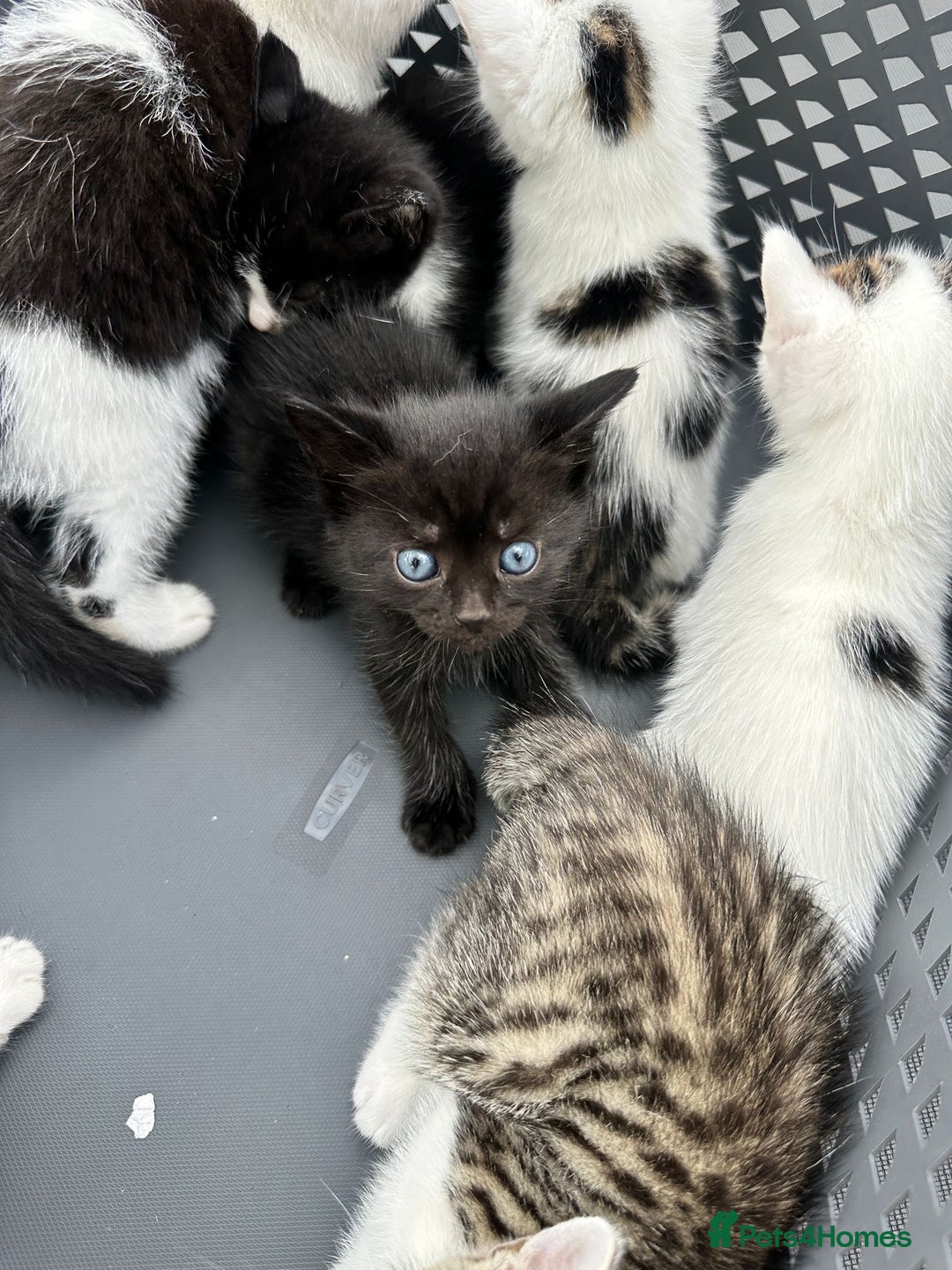 Domestic Shorthair cats for sale: 4 Domestic Shorthair Kittens  - Image 6