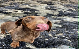 Miniature Dachshund dogs for sale: outdoorsy and loving Suzie in need of new home! - Image 5