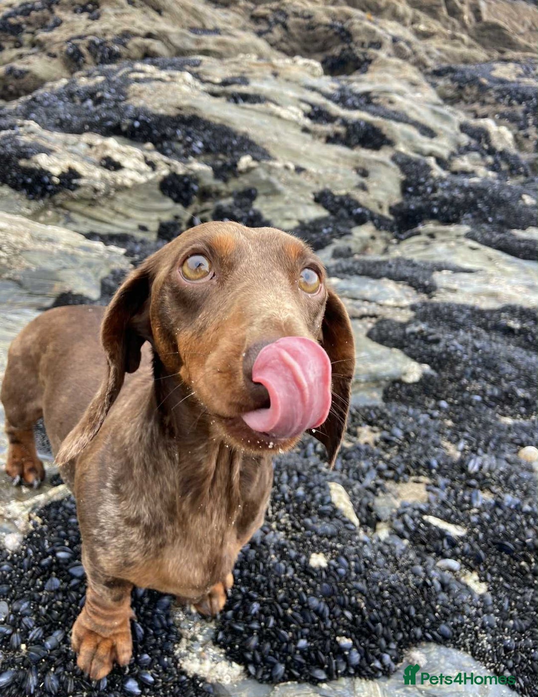 Miniature Dachshund dogs for sale: outdoorsy and loving Suzie in need of new home! - Image 5
