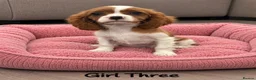 Cavalier King Charles Spaniel dogs for sale: *** KC REG DNA CLEAR CAVALIER KING CHARLES**  - Advert 10