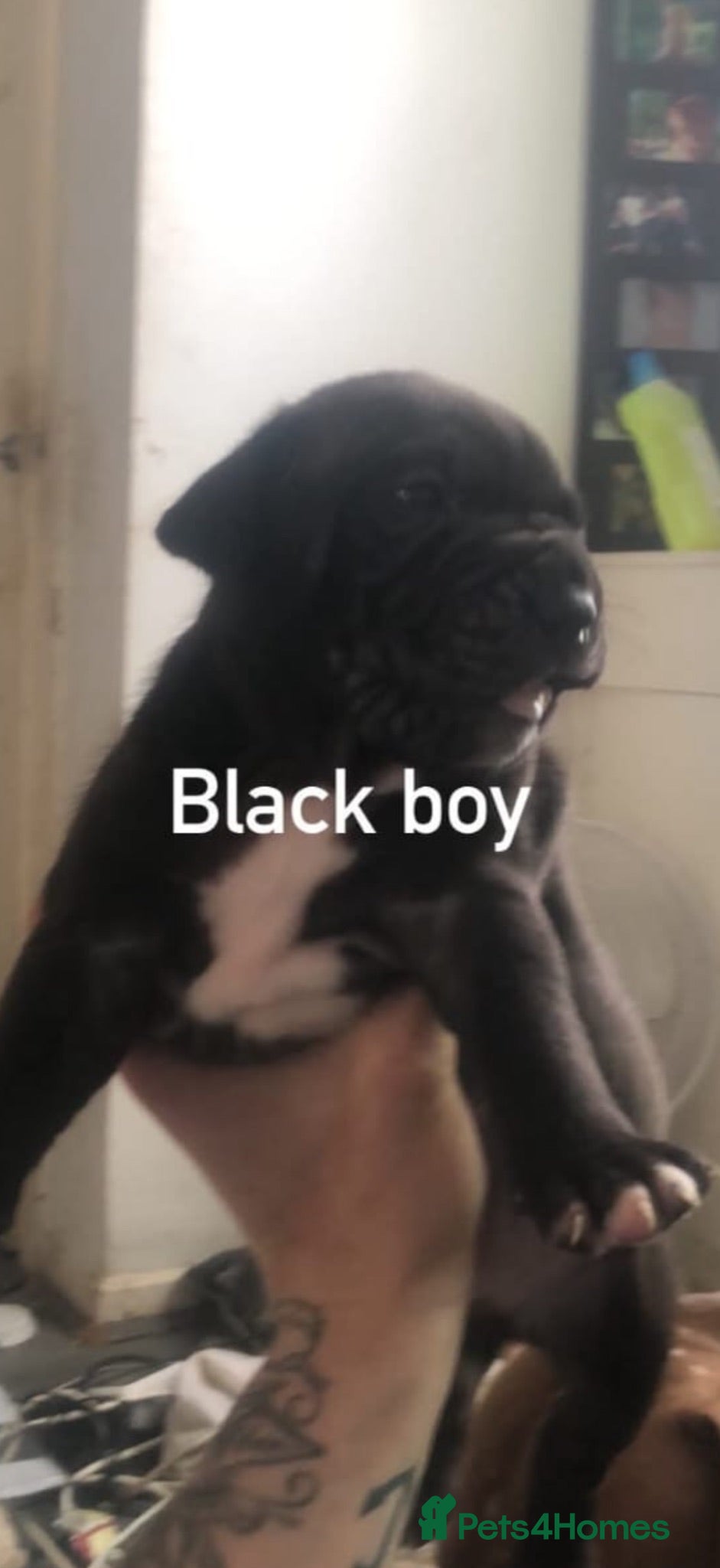 American Bully dogs American bully last one £500 ONO - Advert 3