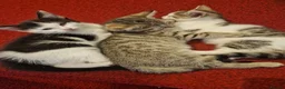 American Shorthair cats for sale: One kittens left for sale ready to go now  in Middlesbrough - Advert 3