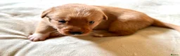 Borador dogs for sale: Fox red Borador puppies  - Advert 1