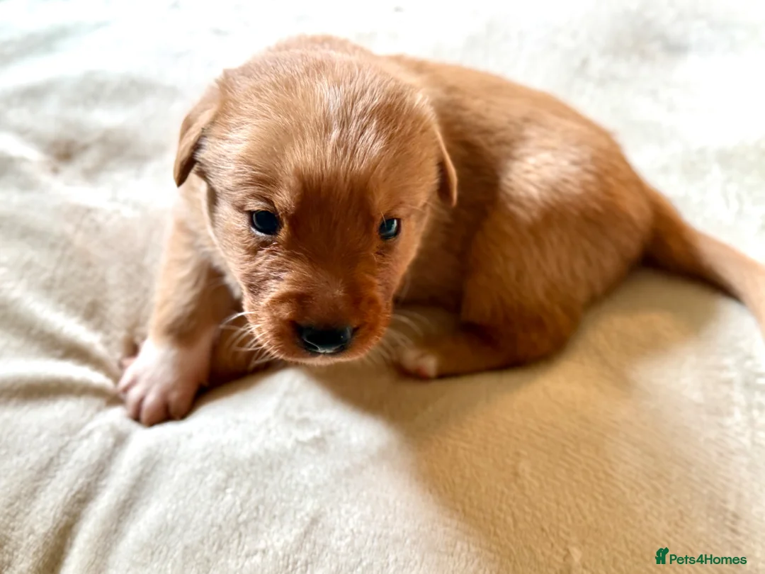 Borador dogs for sale: Fox red Borador puppies  - Advert 1