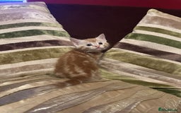 Mixed Breed cats for sale: Stunning fluffy and short haired ready now  - Image 6