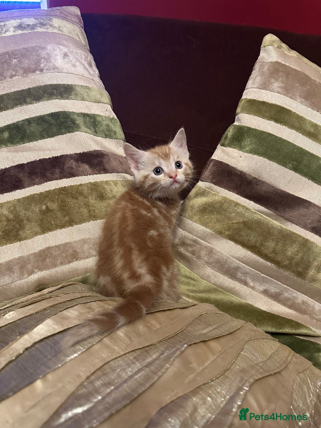 Mixed Breed cats for sale: Stunning fluffy and short haired ready now  - Image 6