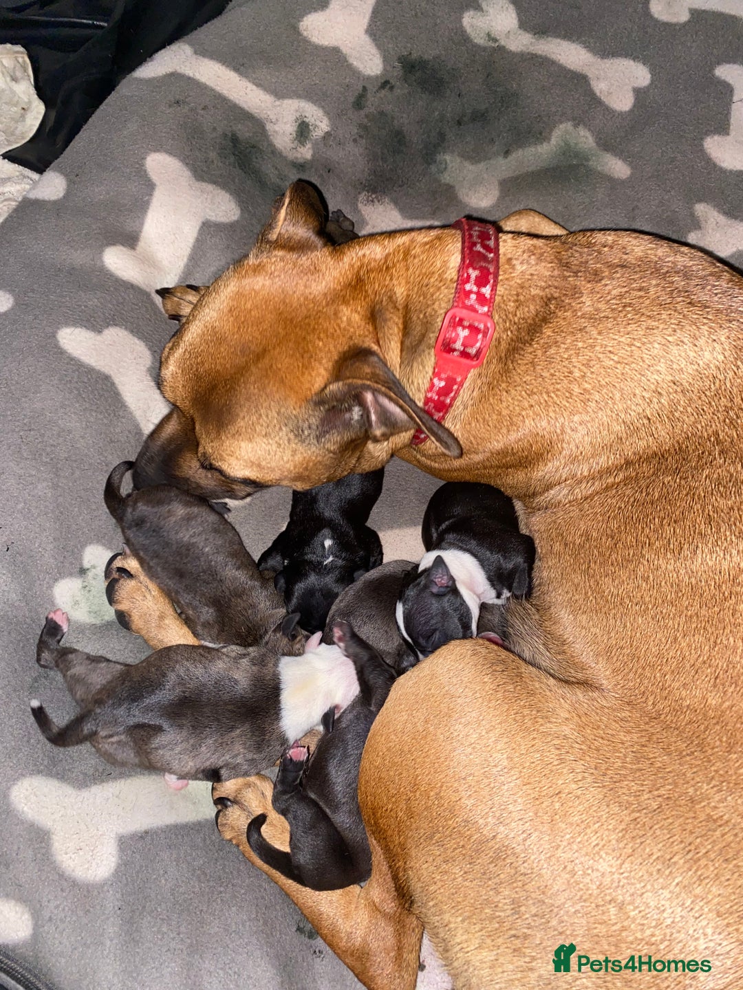 Staffordshire Bull Terrier dogs for sale: Staffordshire bull terrier Puppies  - Image 1