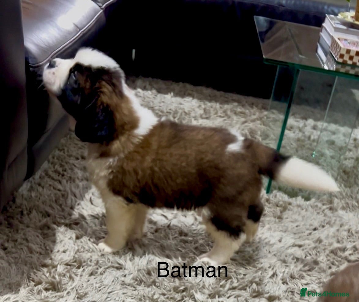 Saint Bernard dogs KC registered Show Quality Puppies 1 Boy & 1 Girl - Advert 1