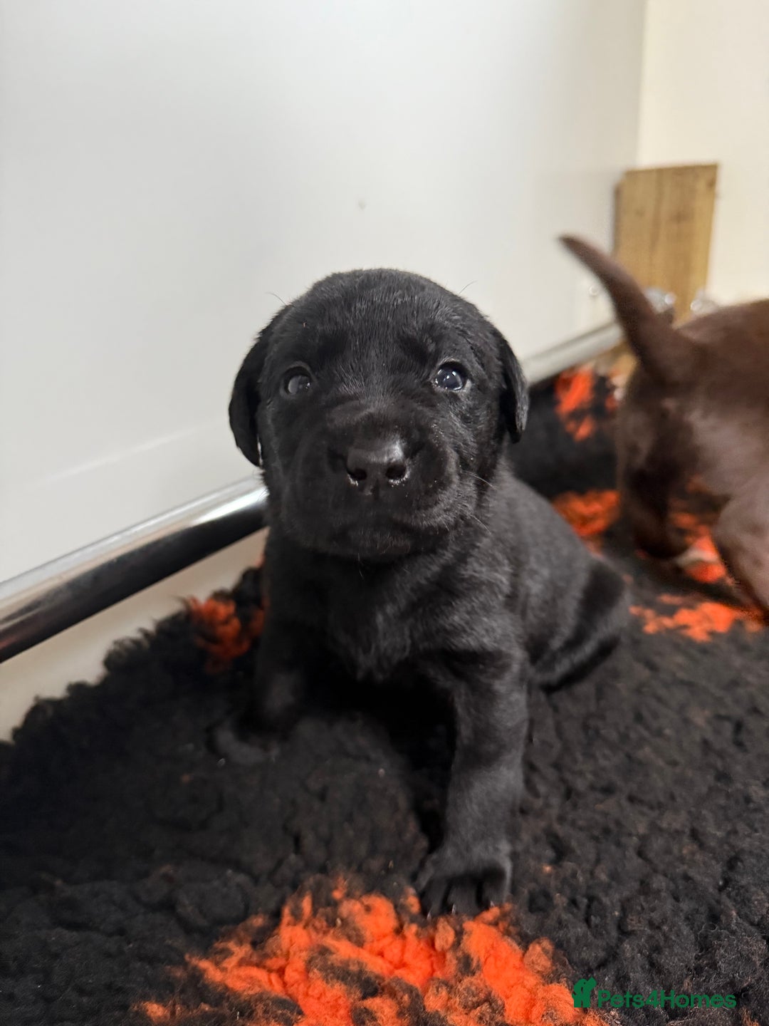 Labrador Retriever dogs for sale: Stunning KC REG Fully health tested Labradors - Image 5