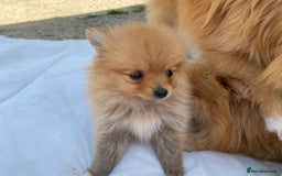 Pomeranian dogs for sale: Beautiful Russian bloodline Pomeranian puppies - Image 33