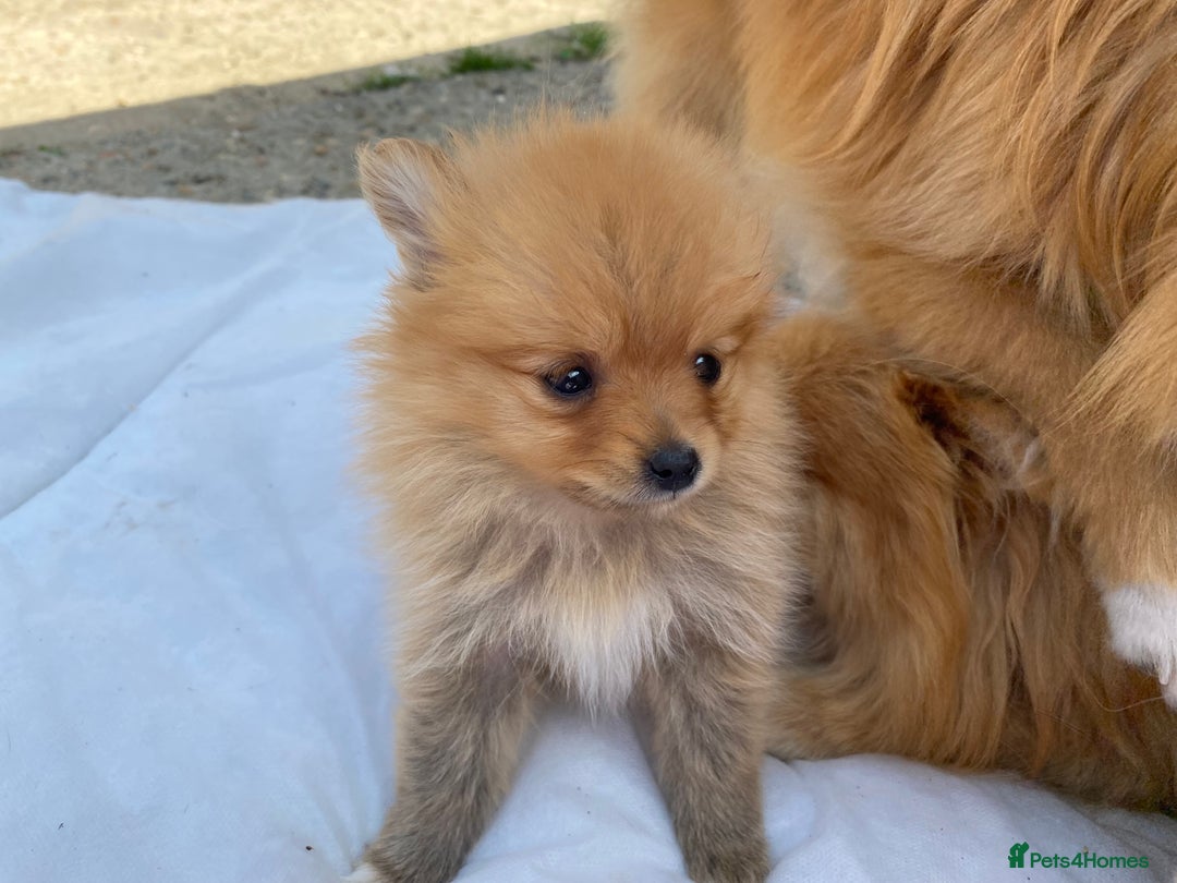 Pomeranian dogs for sale: Beautiful Russian bloodline Pomeranian puppies - Image 33