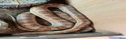 Bearded Dragon reptiles for sale: Baby dragons and other reptile for rehome  - Advert 4
