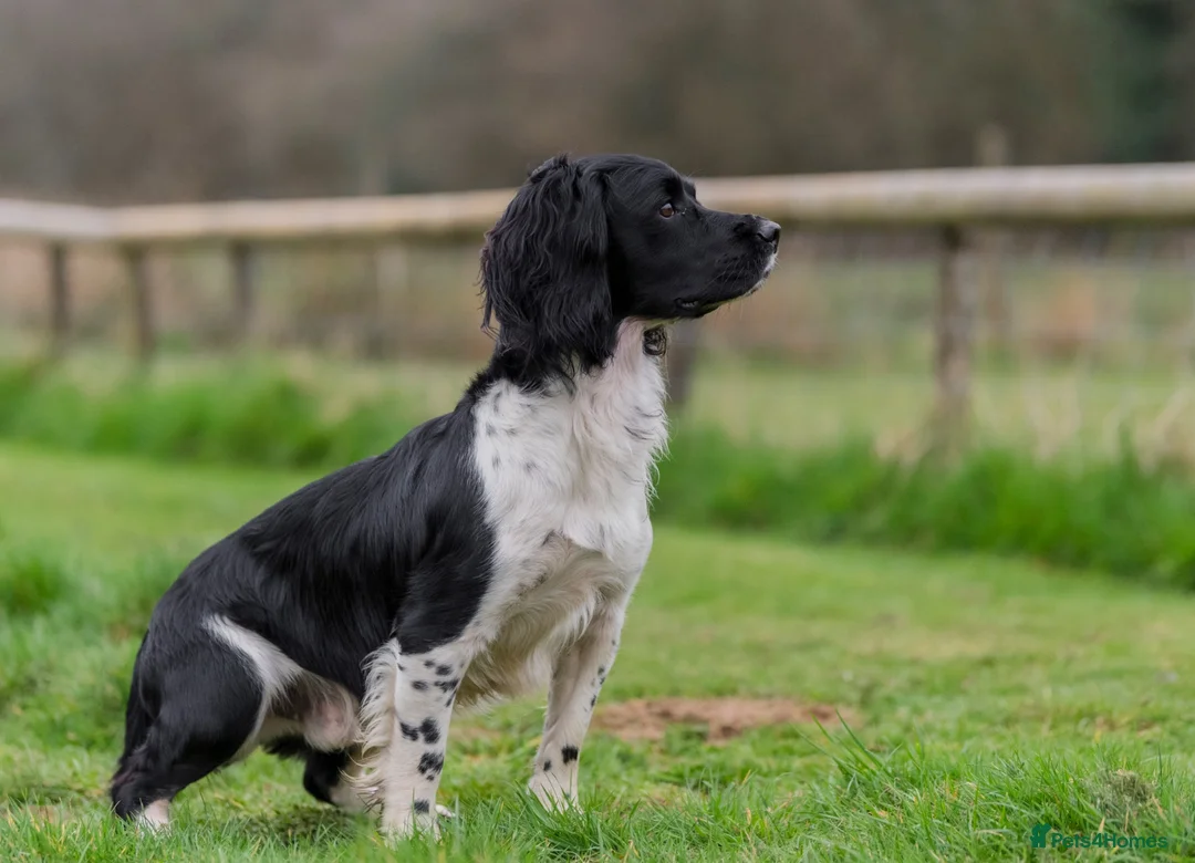 English Springer Spaniel dogs for sale: KC registered heavily marked springers in Hook - Advert 7