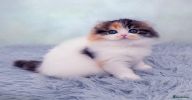 Scottish Fold cats in London - Advert 2