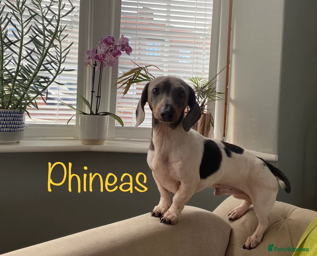 Miniature Dachshund dogs for stud: Tiny Piebald Stud with Free Ovulation Testing  in Stockton-on-Tees - Advert 3