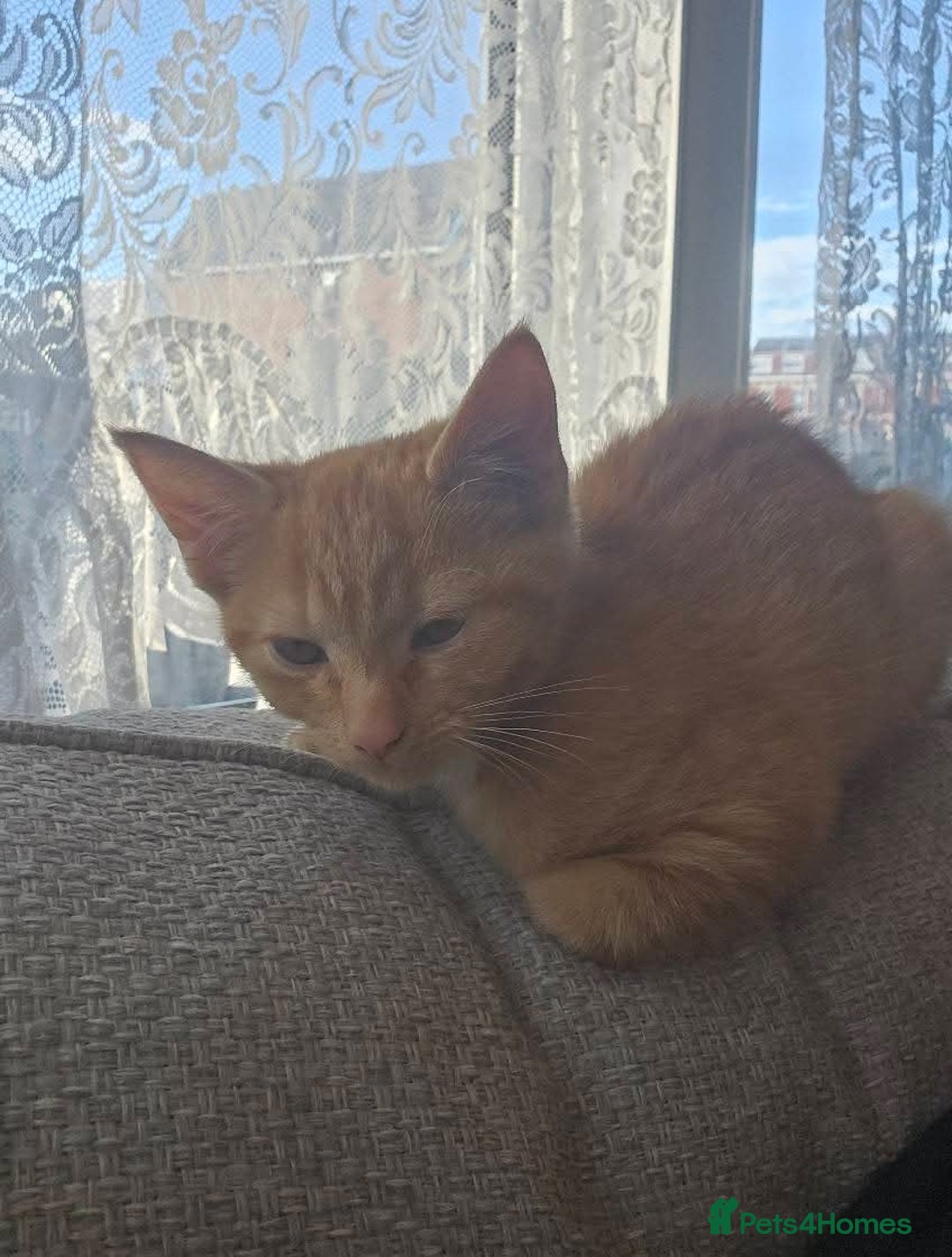 Mixed Breed cats for sale: Female and Male - Advert 8