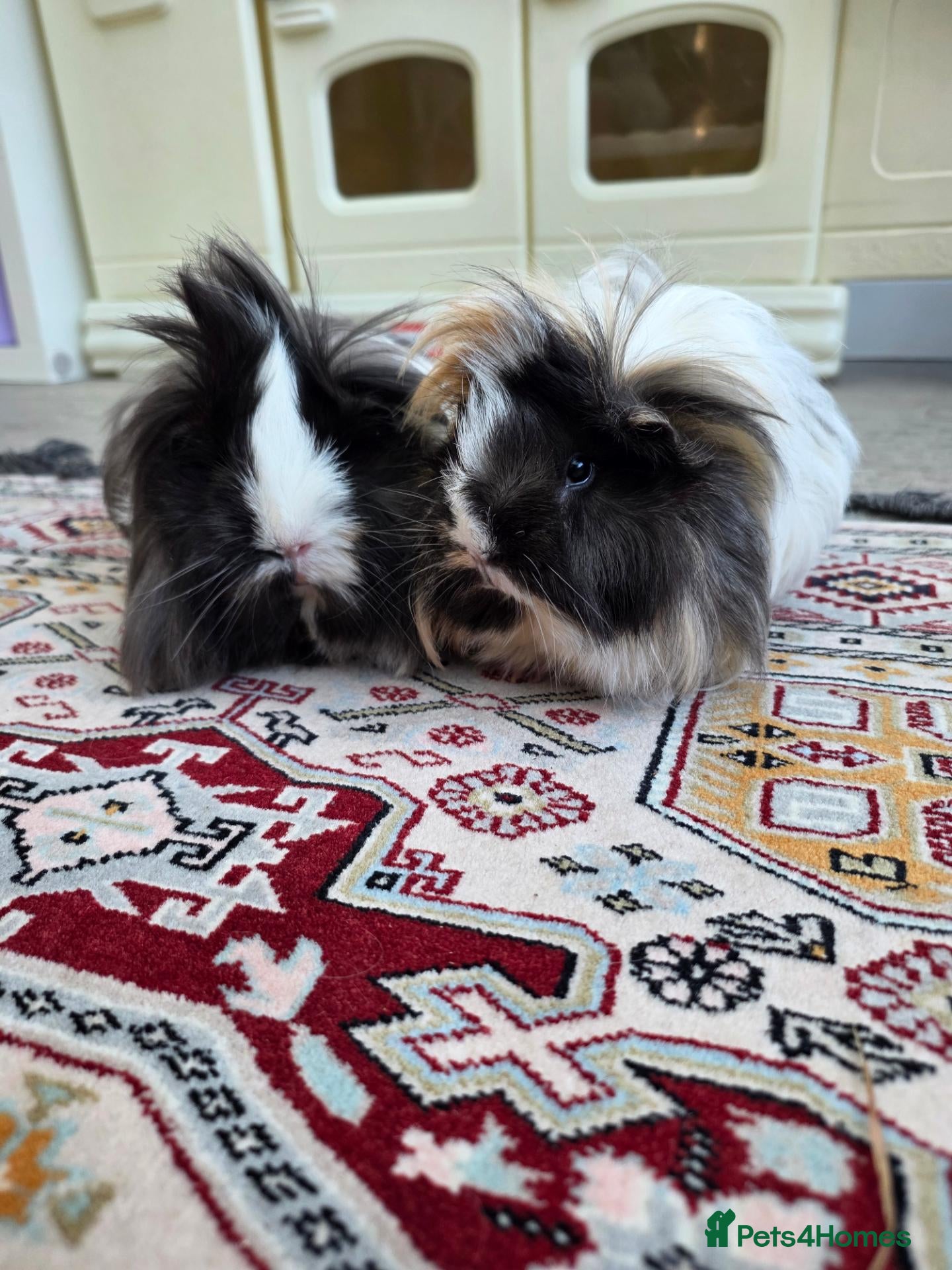 Guinea Pig rodents 1 year old Peruvian silkies - Advert 4