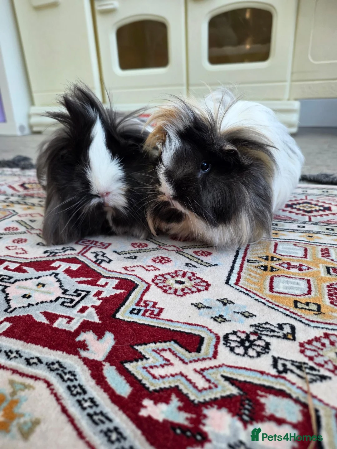 Guinea Pig rodents for sale: 1 year old Peruvian silkies in Purley - Advert 1