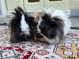Guinea Pig rodents 1 year old Peruvian silkies - Advert 1