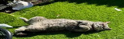 British Shorthair cats for sale: 4 beautiful British shorthair/longhair blue  - Advert 14
