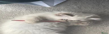Persian 2
