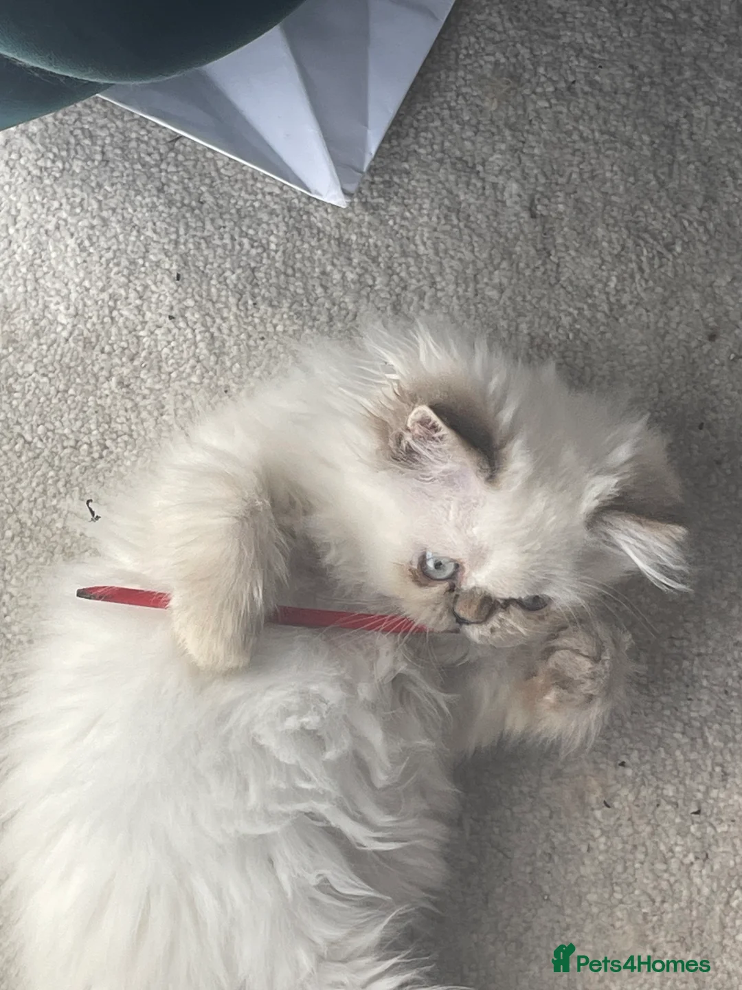 Persian cats for sale: White Persian kitten  in Wokingham - Advert 2