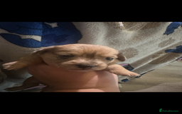 Mixed Breed dogs for sale: Schweenies - Advert 7