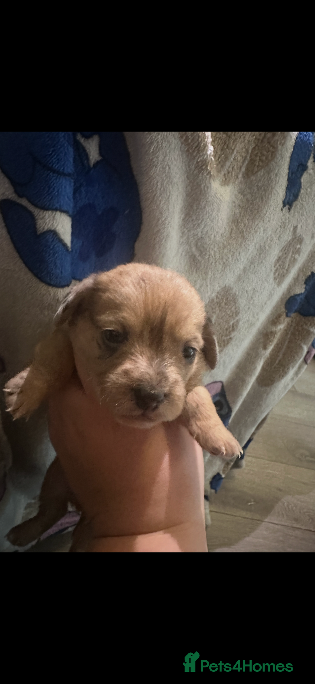 Mixed Breed dogs for sale: Schweenies - Advert 7