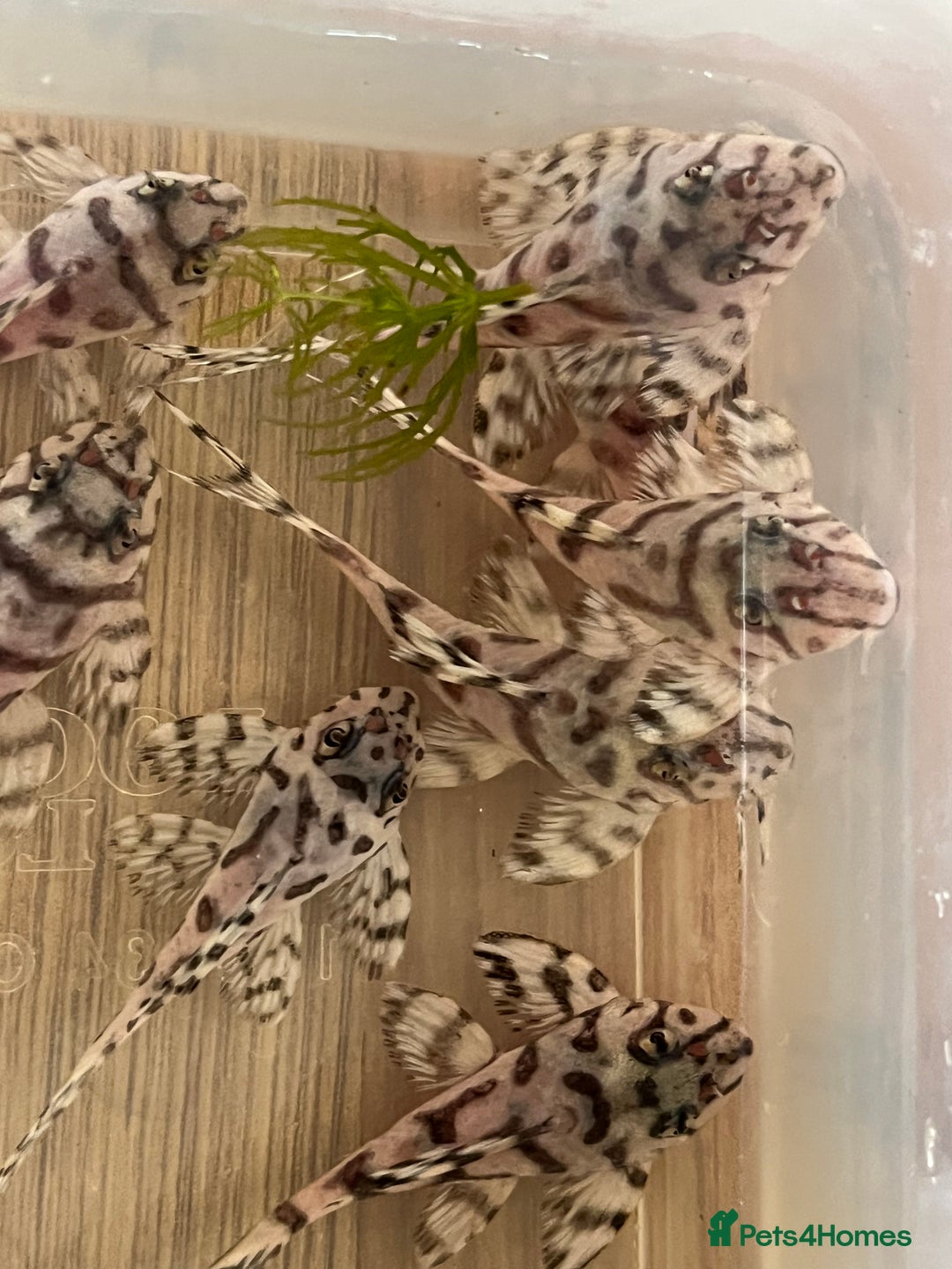 Plecos fish for sale: L236sw 1” and 2” available  - Image 6