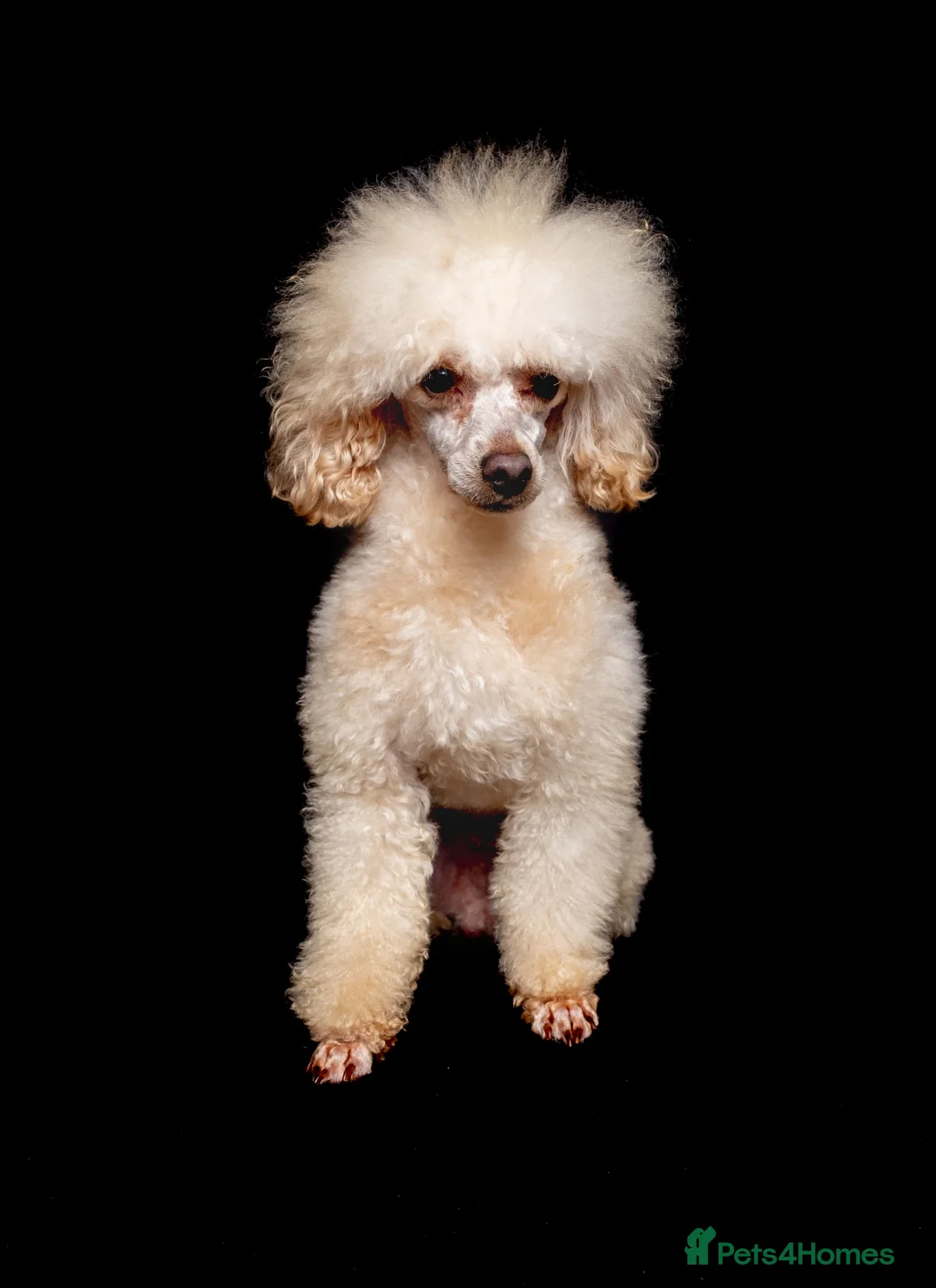 Toy Poodle dogs for stud: KC REG EXTENSIVELY HEALTH TESTED FOR STUD  in Hoddesdon - Advert 6