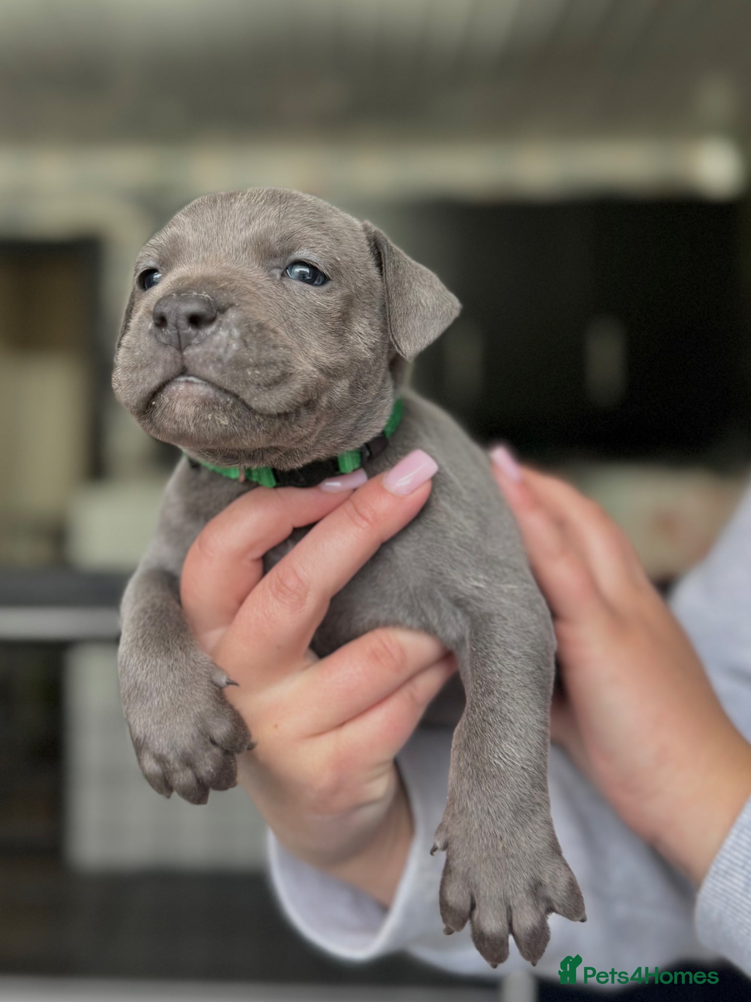 Staffordshire Bull Terrier dogs Blue Staffordshire Bull Terrier Champion Pups  - Advert 2