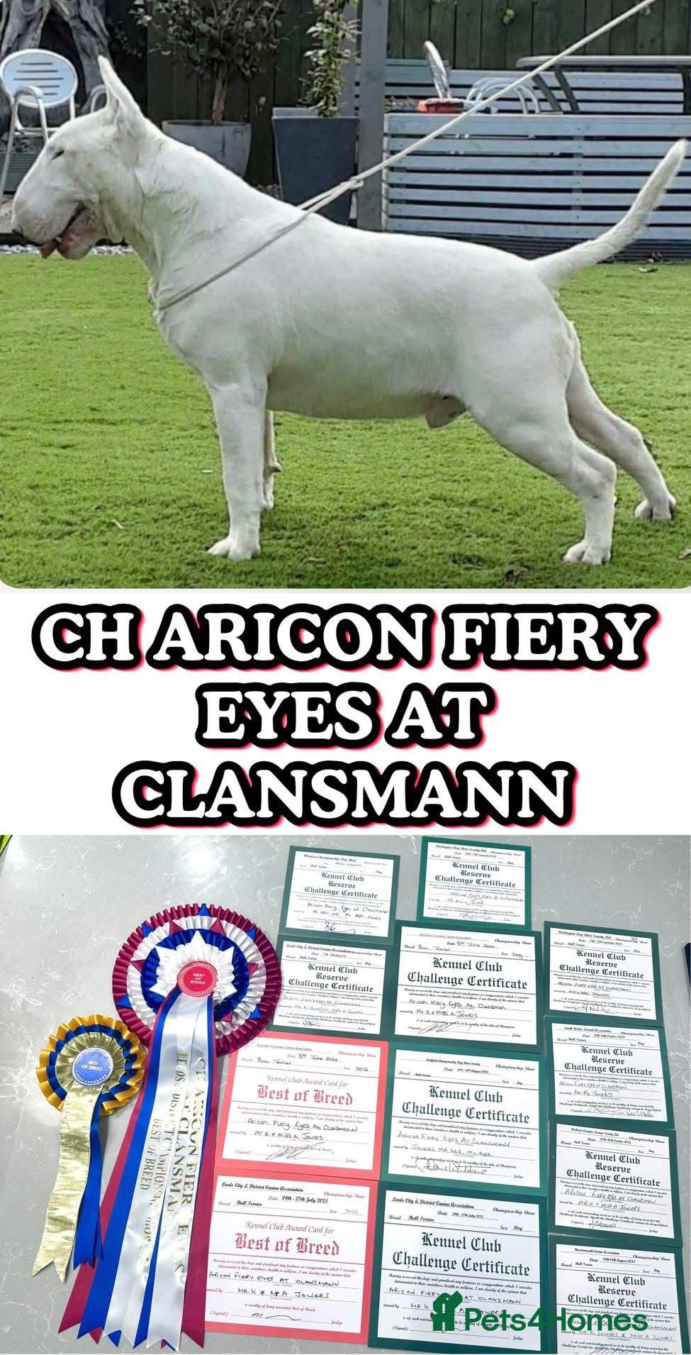 Ch Aricon Fiery Eyes at Clansmann