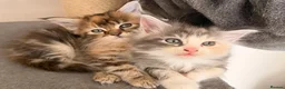Maine Coon cats for sale: Mainecoons x ragdoll kitten - Advert 8