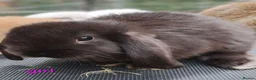 Mini Lop rabbits for sale: Pure mini lop Bunny ready from 12/06 - Advert 8